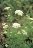 Cnidium monnieri P.E.