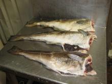 Offer Greenland Atlantic cod (Gadus Morhua)