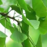  Ginkgo   Leaf  P.E.