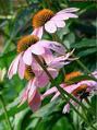 Echinacea Extract