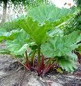  Rhubarb  Root P. E.