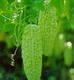 Grosvenori Momordica Fruit Extract