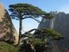 Pine bark Extract