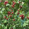  Hawthorn   Berry   extract 