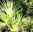 Saw Palmetto P.E.
