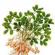 Luteolin P.E.