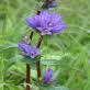 Licorice extract