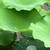  Lotus   Leaf   extract 