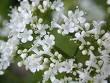 Valerian P.E.