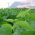 Mulberry leaf P.E.