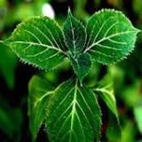 Yohimbine   extract 
