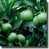 Immature Orange Fruit extract