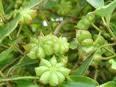  Shikimic   acid   extract 