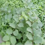  Resveratrol   extract 