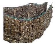  dried   morel s