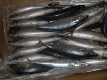 Frozen mackerel (scomber japonicus)