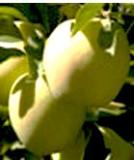 Golden Delicacy