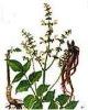 Salvia miltiorrhiza P.E.