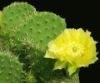 Cactus Plant P.E.