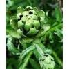 Smoketree extract