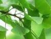 Ginkgo biloba P.E.