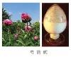 Peony P.E