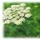 Common  cnidium   extract 