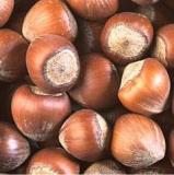 HAZELNUTS IN SHELL