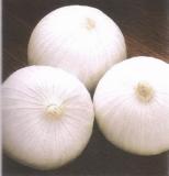 White Onion