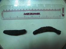 dried black lolly fish