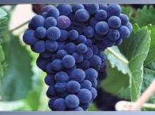  Red   Grape   juice   Concentrate 