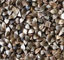 Unprocessed Buckwheat
