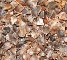 Buckwheat Husk