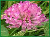 Red Clover P.E
