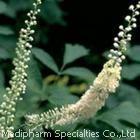 Black Cohosh Extract