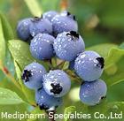 Bilberry Extract Powder