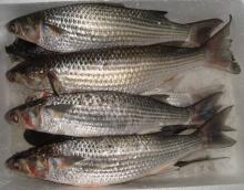 Whole  Round   Mullet 