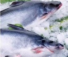 pangasius hypophthalmus