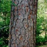 Pine Bark Extract