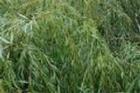 White Willow Bark P.E