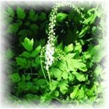 Black Cohosh P.E