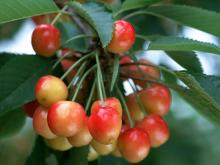 Hawthorn fruit Extract