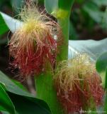 Corn Stigma P.E.