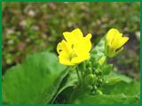 St.John's Wort P.E.