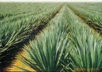 Yucca P.E.