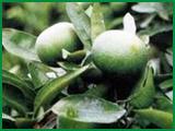 Citrus Aurantium P.E
