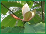  Magnolia  Cortex  Extract  Powder