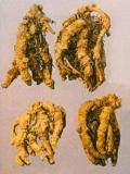  Coptis  Root  Extract 