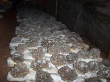 Maitake mushroom extract