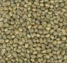  COFFEE  BEAN  GREEN 